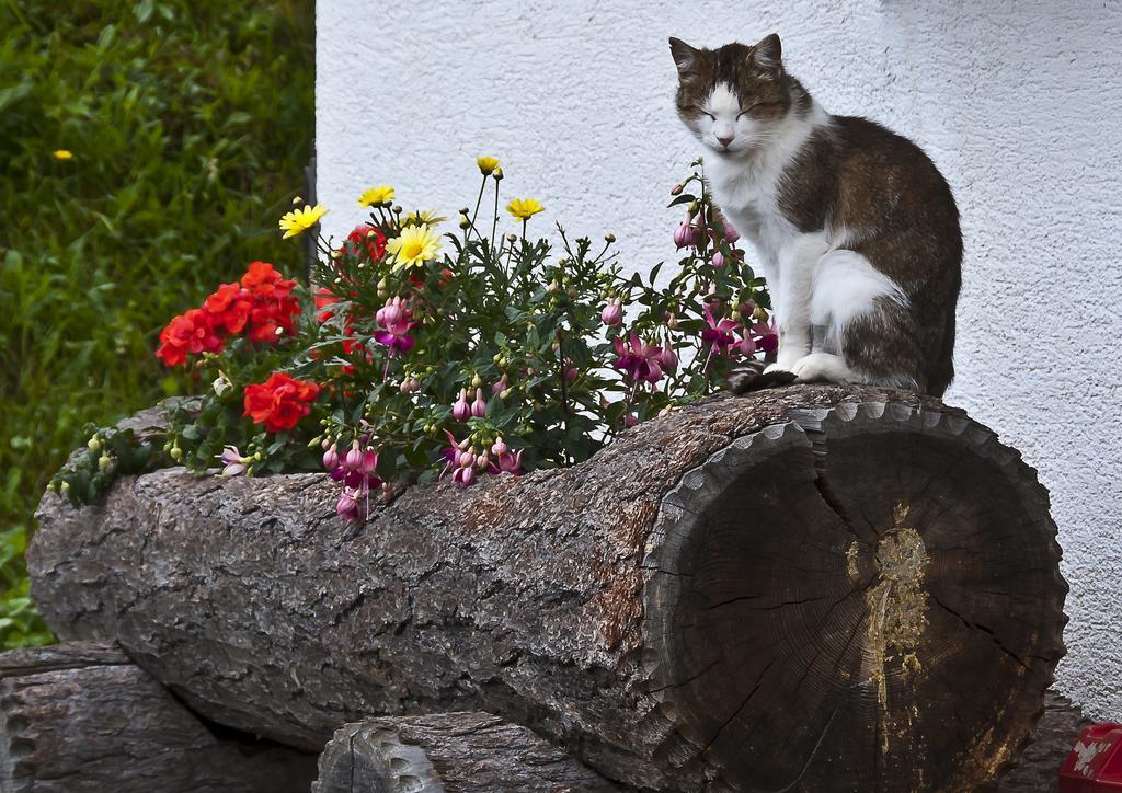 Schrunerhof *